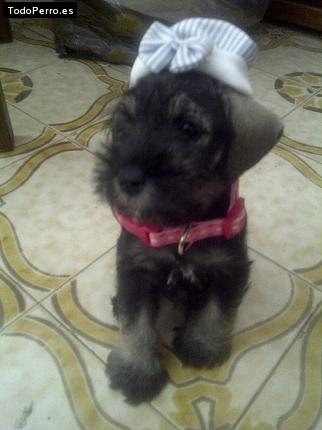 Foto del perro Mia