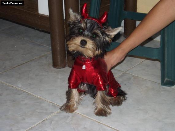 La foto del perro