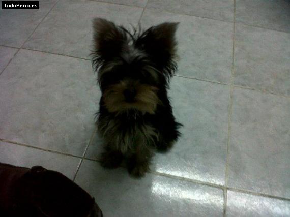 La foto del perro