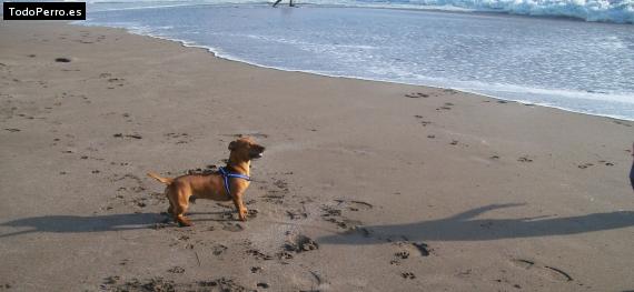 La foto del perro