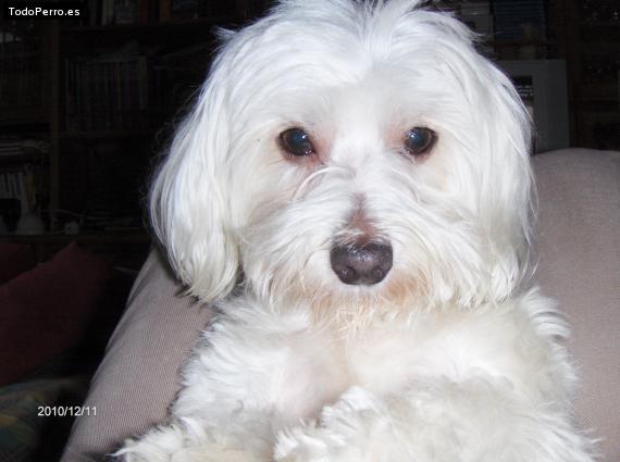 La foto del perro