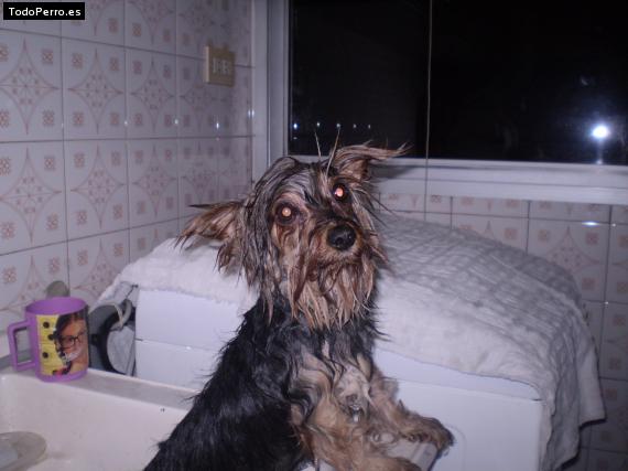 La foto del perro