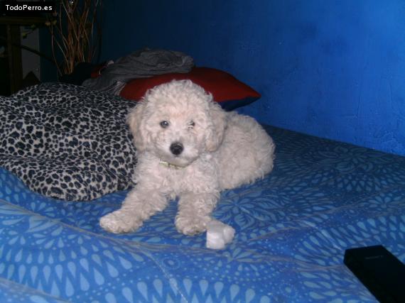 La foto del perro