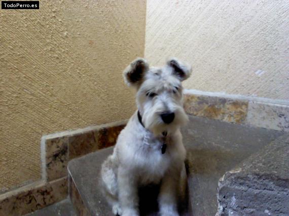 La foto del perro
