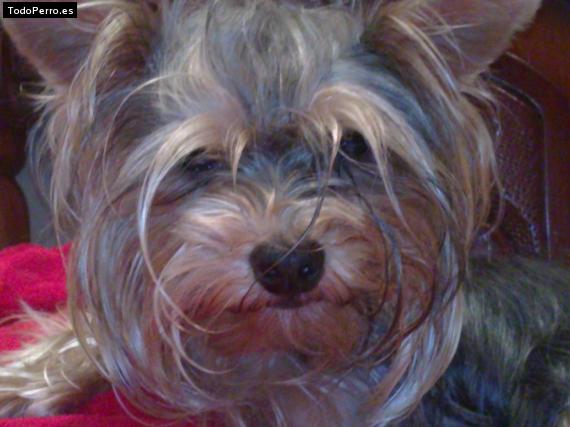 La foto del perro