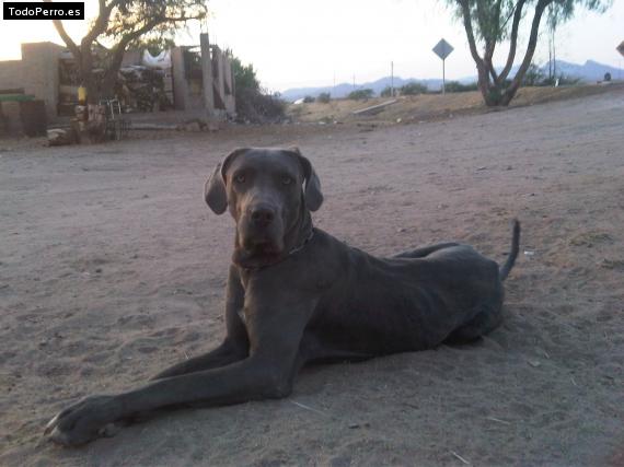 La foto del perro