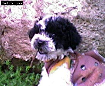 Foto del perro Tommy