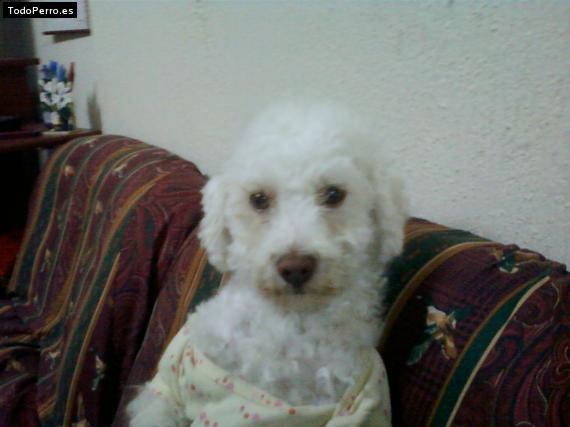 La foto del perro
