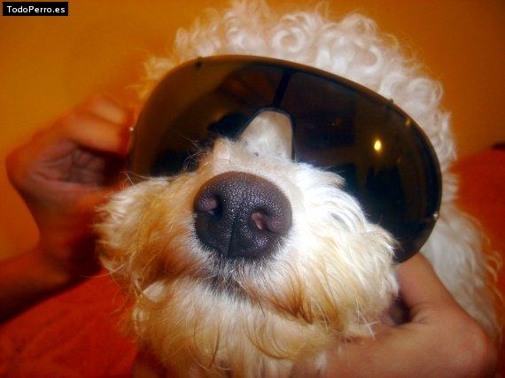 La foto del perro