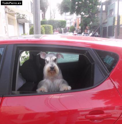 La foto del perro