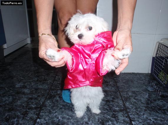La foto del perro