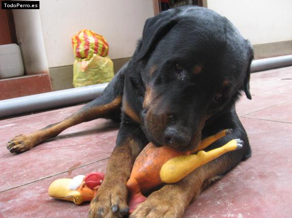 La foto del perro