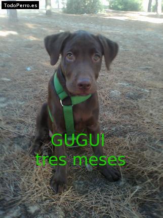 La foto del perro