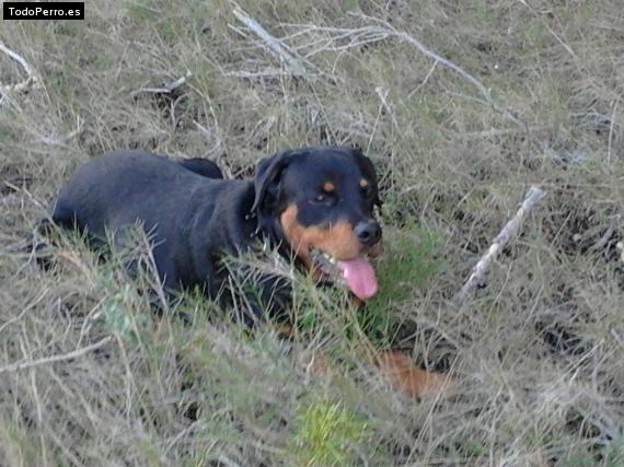 La foto del perro