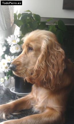 La foto del perro