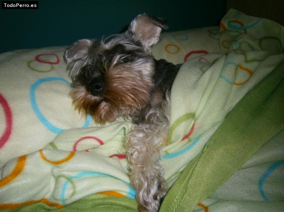 La foto del perro