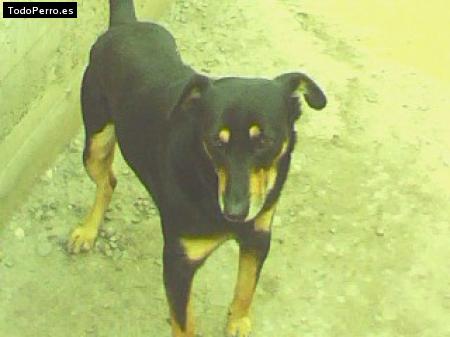 Foto del perro Rambo