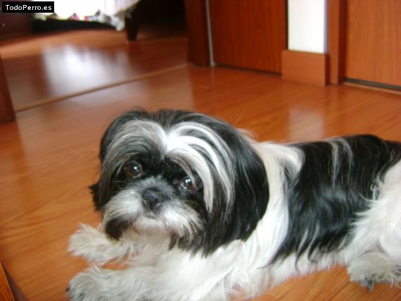 La foto del perro