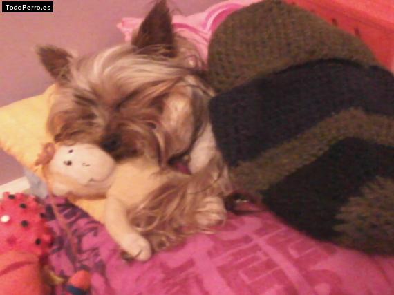 La foto del perro