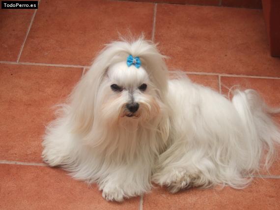 Foto del perro Wifi