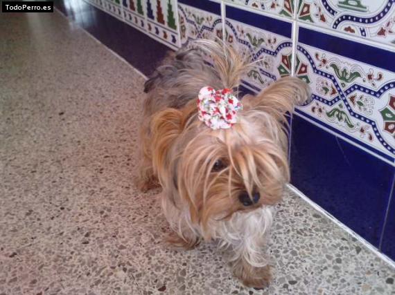 La foto del perro