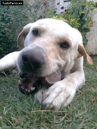 La foto del perro