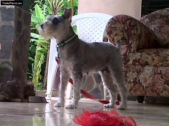 La foto del perro