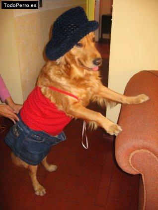 La foto del perro