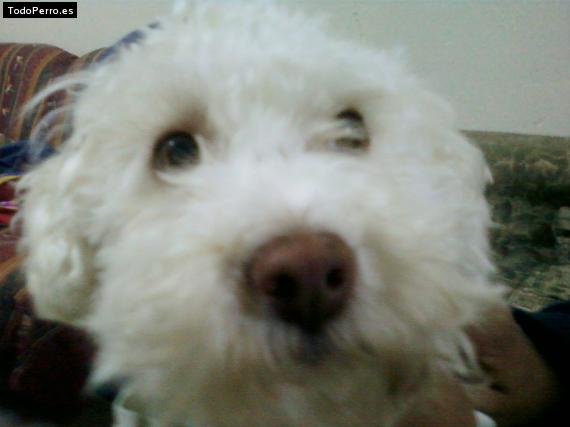 La foto del perro