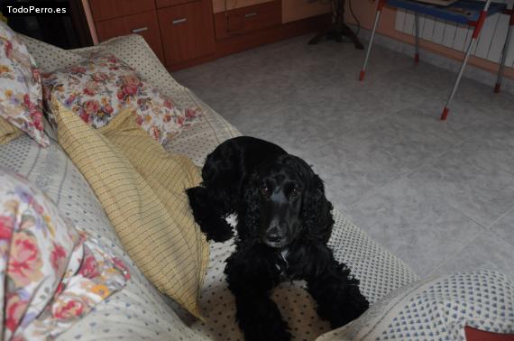 La foto del perro