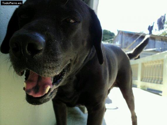 La foto del perro