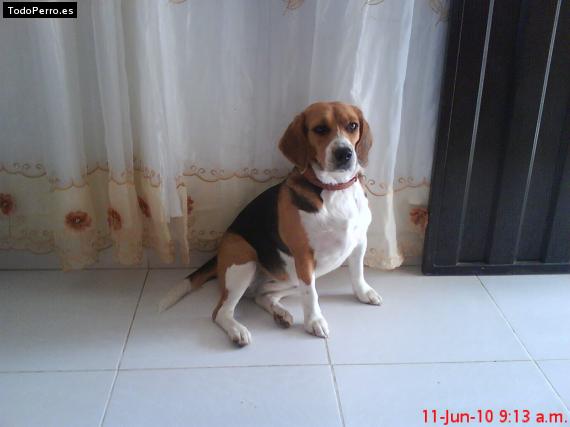La foto del perro