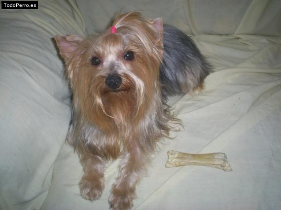 La foto del perro