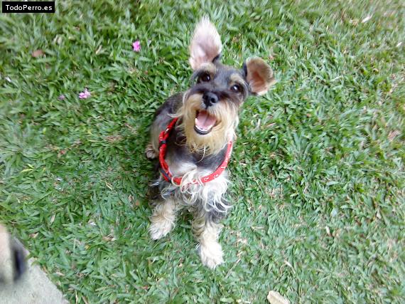La foto del perro