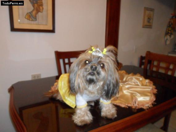La foto del perro