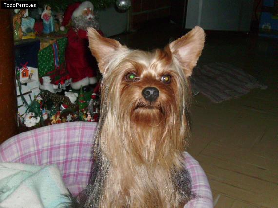 La foto del perro