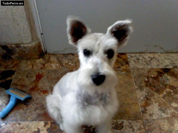 La foto del perro