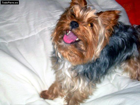La foto del perro