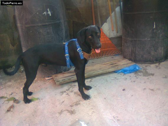 Foto del perro Negro