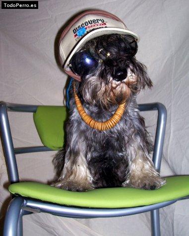 La foto del perro