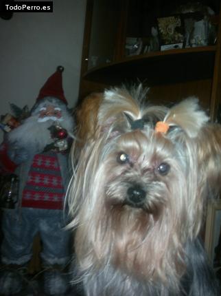 La foto del perro