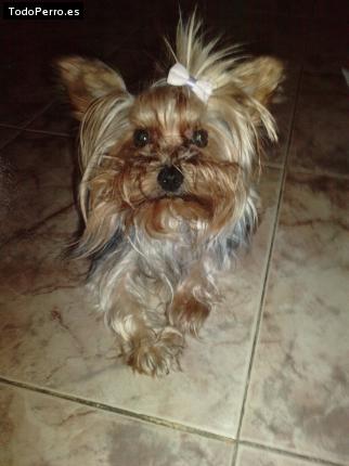 La foto del perro
