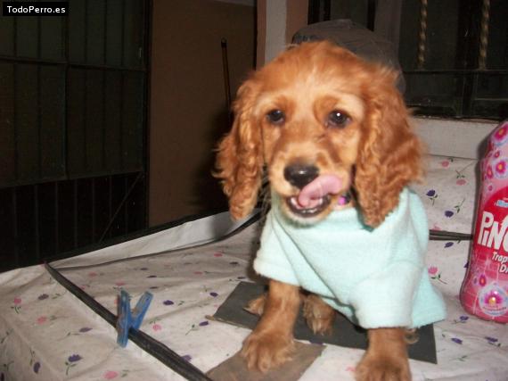 La foto del perro
