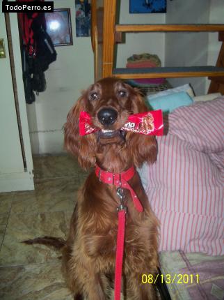 La foto del perro