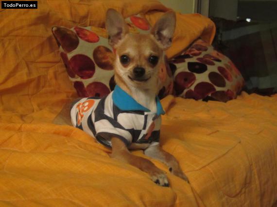 La foto del perro