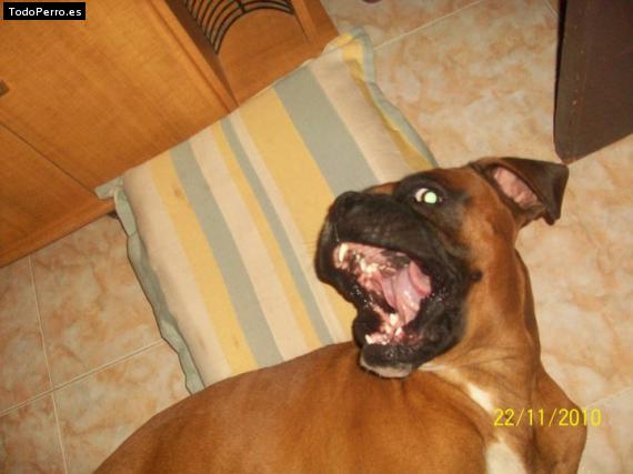 La foto del perro