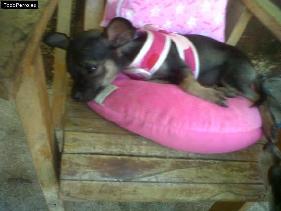 La foto del perro