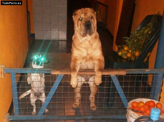 La foto del perro
