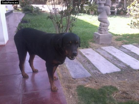 La foto del perro