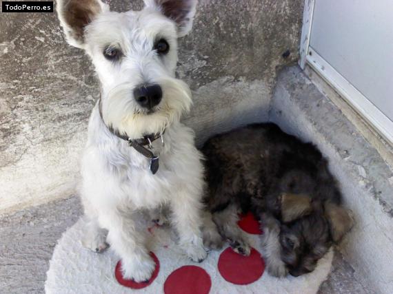 La foto del perro